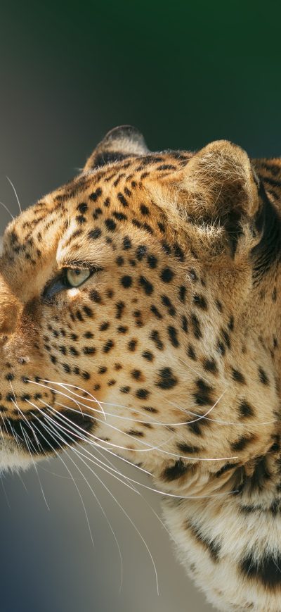 Fond d'écran iPhone Leopard Wild Animal