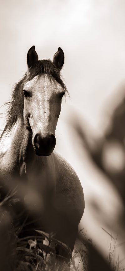 Fond d'écran iPhone Horse Grayscale