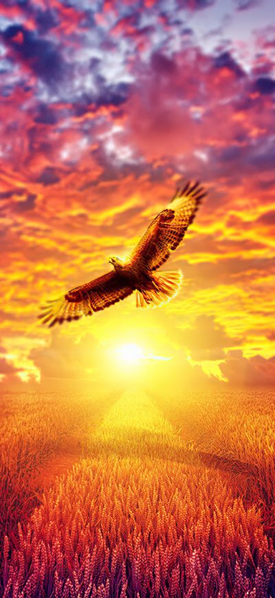 Fond d'écran iPhone Flaming Eagle Golden Hours 4k