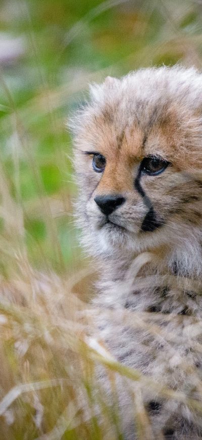 Fond d'écran iPhone Cheetah Cub
