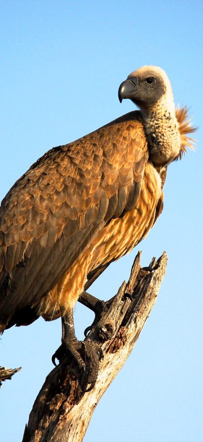 Fond d'écran iPhone Vulture Bird