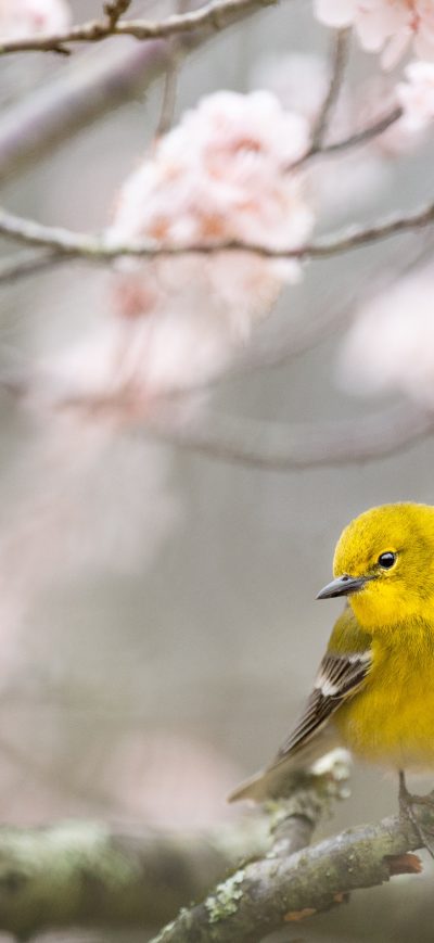 Fond d'écran iPhone Pine Warbler
