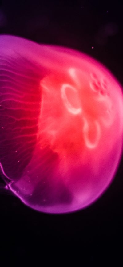 Fond d'écran iPhone Pink Jellyfish Dark 8k