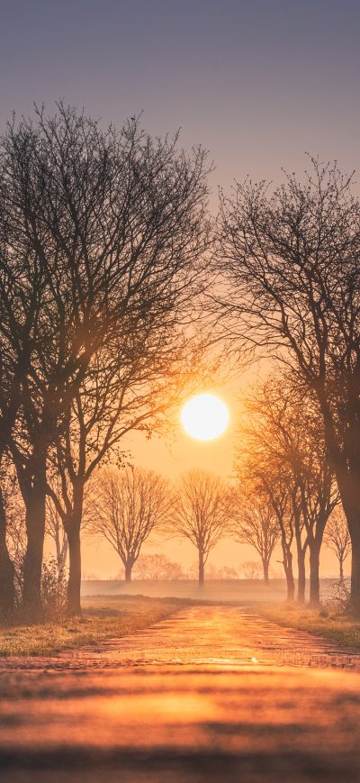 Fond d'écran iPhone Sunrises And Sunsets Trees Sun Fog 4k