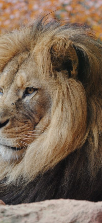 Fond d'écran iPhone Wild Lion 4k