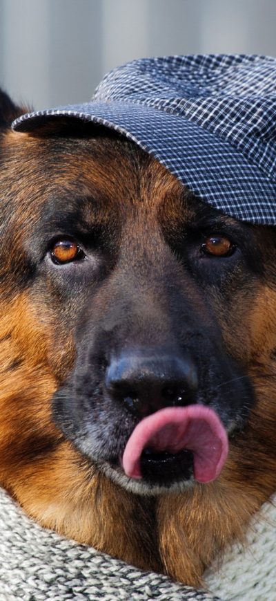 Fond d'écran iPhone German Shepherd 3
