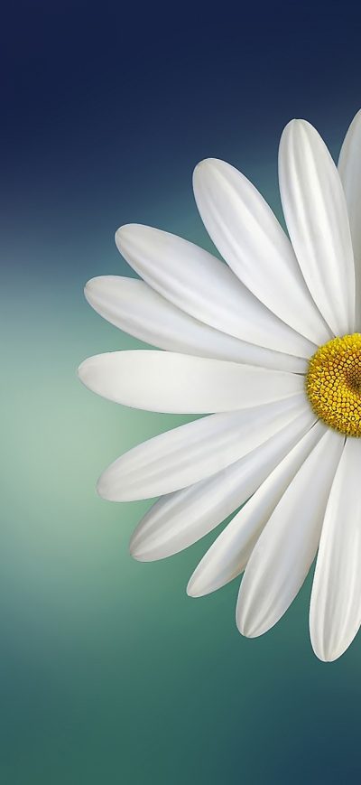 Fond d'écran Daisy sur iPhone