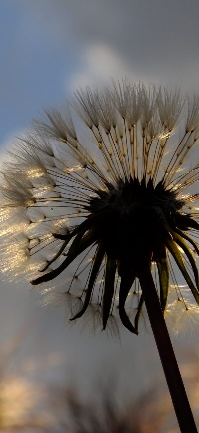 Fond d'écran iPhone Dandelion Plant