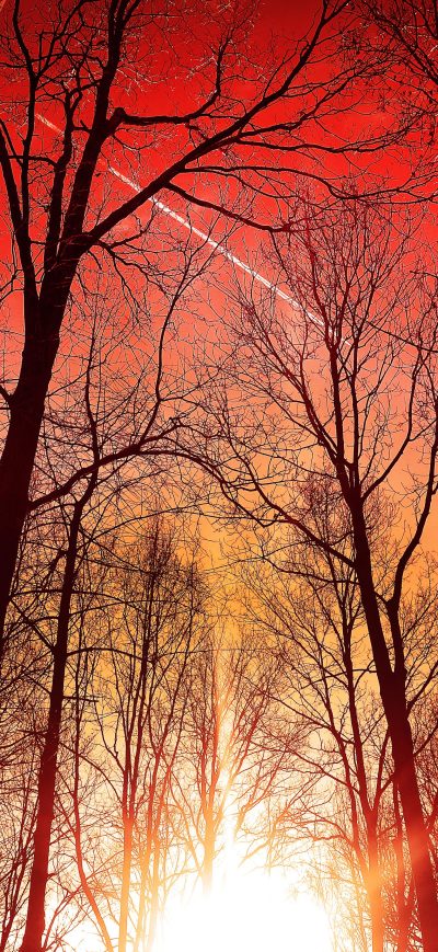 Fond d'écran iPhone Trees Silhouette Sky 4k
