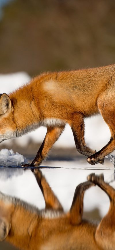 Fond d'écran Fox sur iPhone