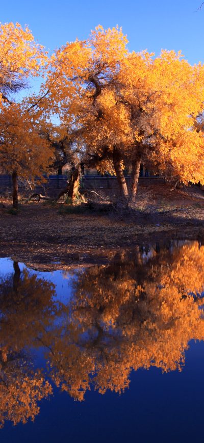 Fond d'écran iPhone Nature Waters Autumn Trees Reflection In Water