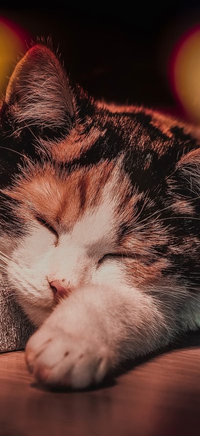 Fond d'écran iPhone Cat Sleeping