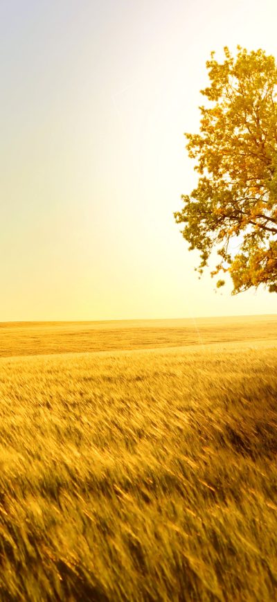 Fond d'écran iPhone Yellow Tree In Yellow Field