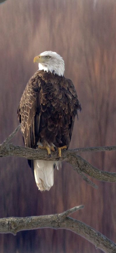 Fond d'écran iPhone Bald Eagle Sitting On Branch 5k