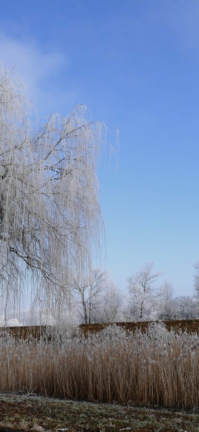 Fond d'écran iPhone Winter Nature Frost Trees 5k