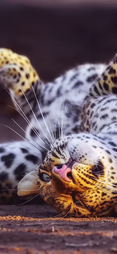 Fond d'écran iPhone Cheetah In Playful Mood