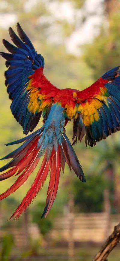 Fond d'écran iPhone Macaw Flight Feathers