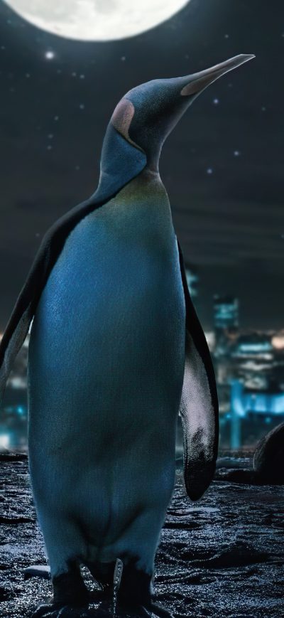 Fond d'écran iPhone Penguin Moon Night 4k