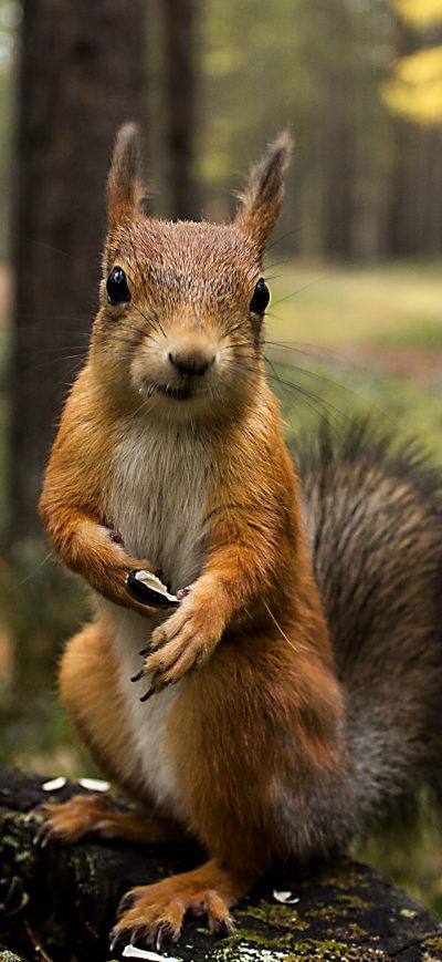 Fond d'écran iPhone Squirrel Shopping Summer