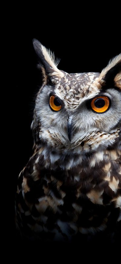 Fond d'écran iPhone Owl Dark Background