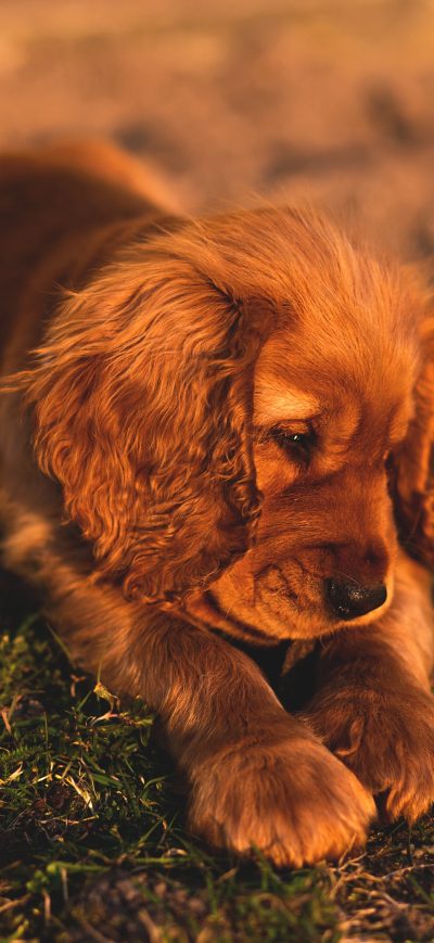 Fond d'écran iPhone Cute Small Puppy Brown Hairs