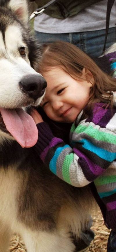 Fond d'écran Alaskan Malamute sur iPhone