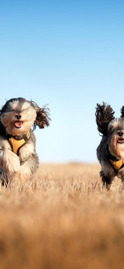 Fond d'écran iPhone Running Dogs