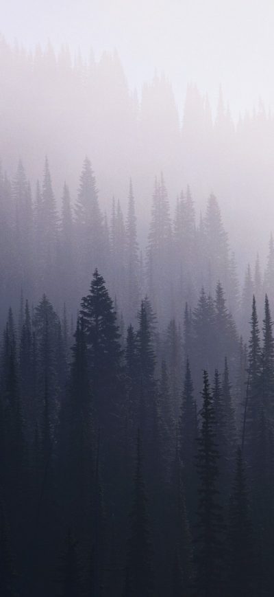 Fond d'écran iPhone Forest Mist