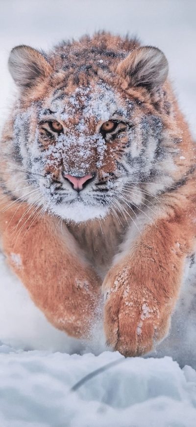 Fond d'écran iPhone Siberian Tiger In Snow