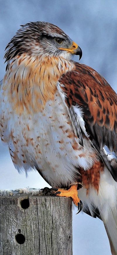 Fond d'écran iPhone Hawk In Snow 4k