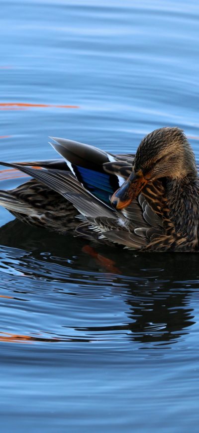 Fond d'écran iPhone Mallard Duck