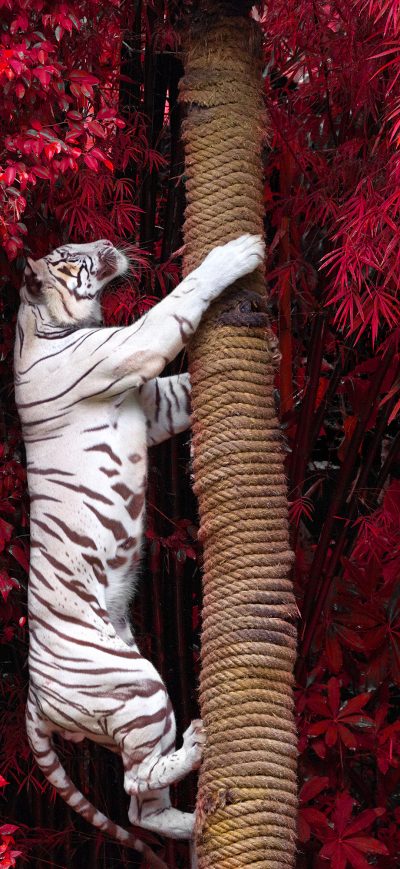 Fond d'écran iPhone White Tiger Climbing Tree