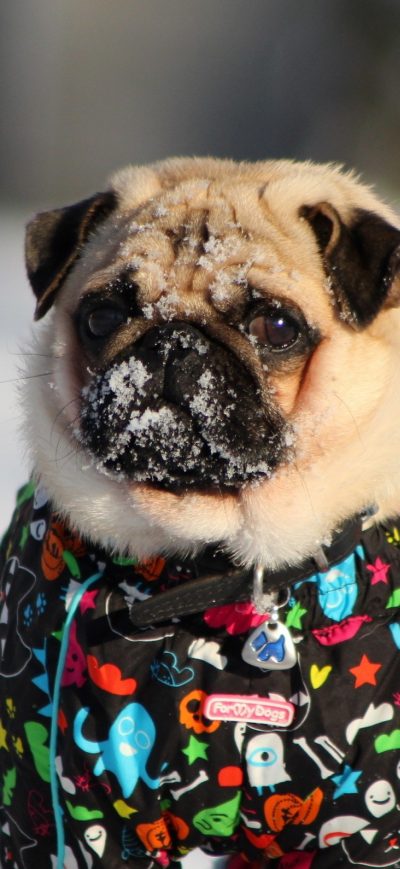 Fond d'écran iPhone Pug In Snow