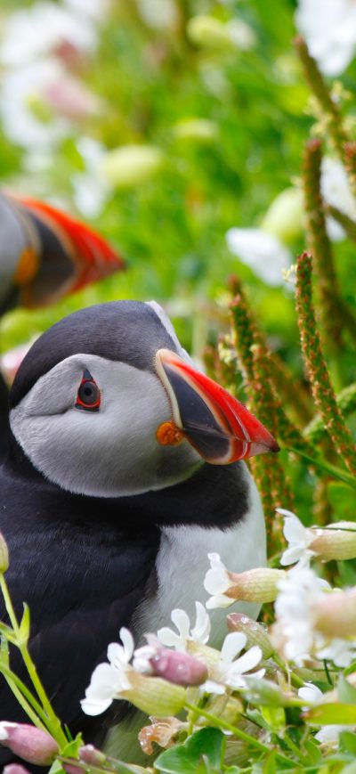 Fond d'écran iPhone Puffin Couple