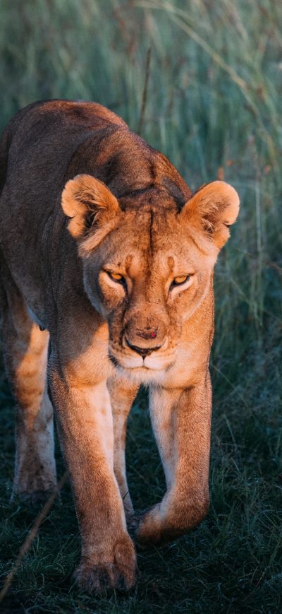 Fond d'écran iPhone Lion Walking