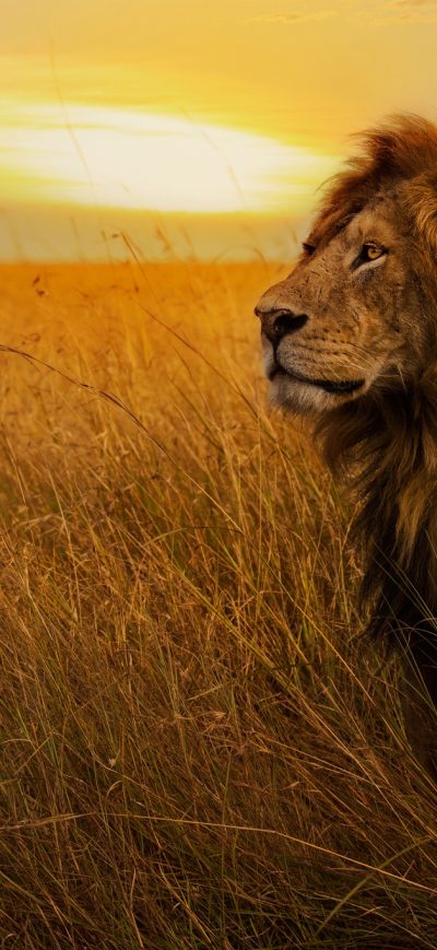 Fond d'écran iPhone Big Lion