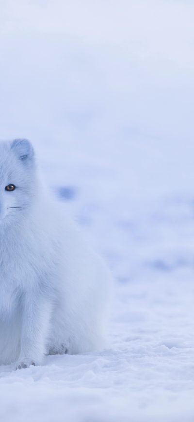 Fond d'écran Arctic Fox sur iPhone