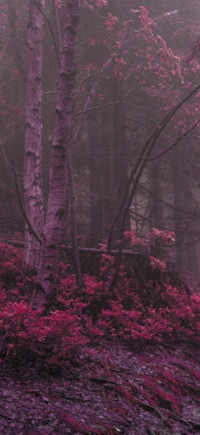 Fond d'écran iPhone Lilac Grass Tress 4k