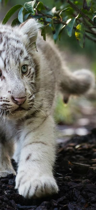 Fond d'écran iPhone Cute Cub Bengal White Tiger