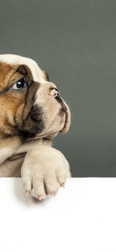 Fond d'écran iPhone Bulldog Puppy 4k