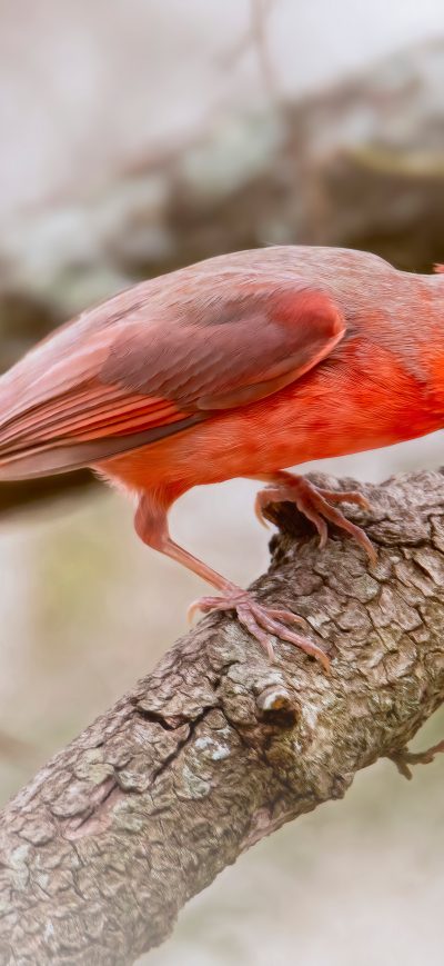 Fond d'écran iPhone Cardinal Bird 5k