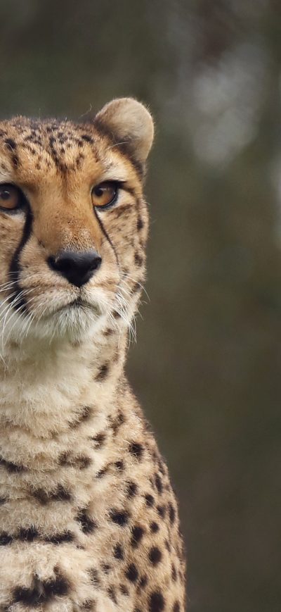 Fond d'écran iPhone 4k Cheetah Wild