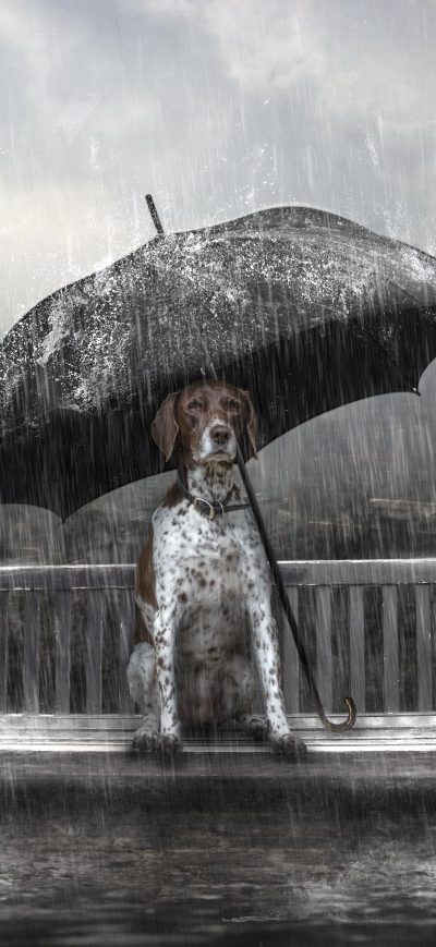 Fond d'écran iPhone Dog Rain Umbrella Photo Manipulation