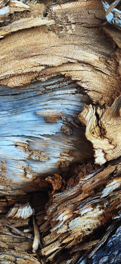 Fond d'écran iPhone Tree Bark Pattern