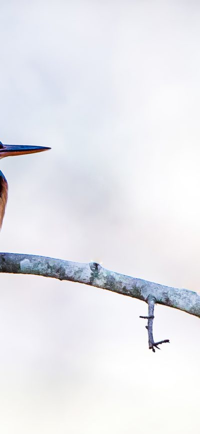 Fond d'écran iPhone River Kingfisher 4k