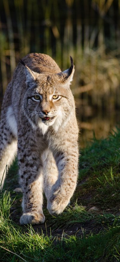 Fond d'écran iPhone Lynxes