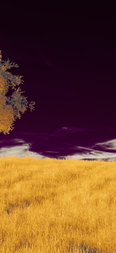 Fond d'écran iPhone A Tree In A Field With A Purple Sky 5k