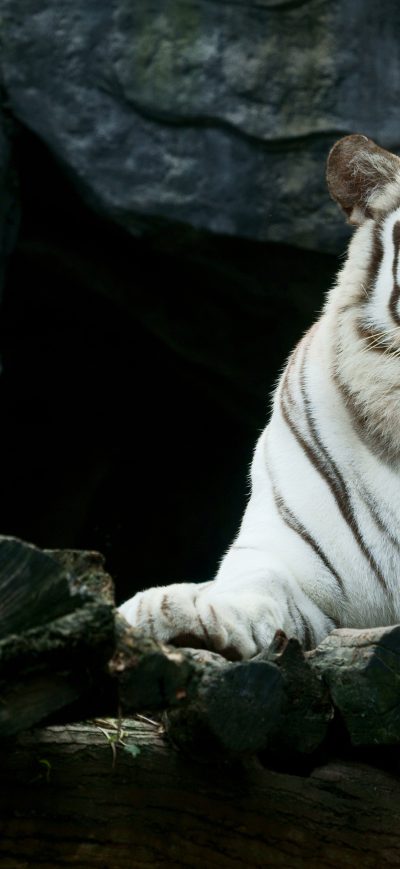 Fond d'écran iPhone Big White Tiger Hd