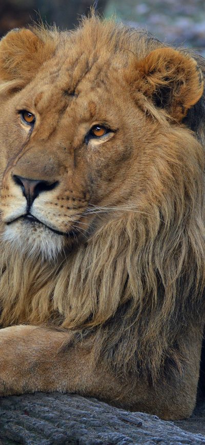 Fond d'écran iPhone Beard Lion