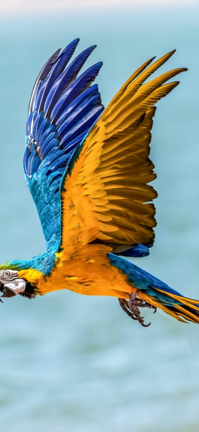 Fond d'écran iPhone Macaw Bird 5k